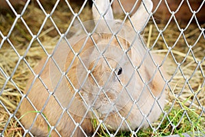 Beautiful rabbit in an enclosure waiting for food