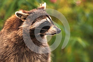 Beautiful Raccon in a wood