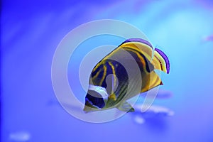 Beautiful raccoon butterflyfish in aquarium water