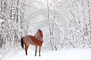 Beautiful racing horse in winter woods