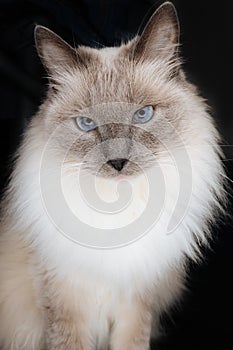Beautiful Ragdoll Cat model with face looking directly in the camera with beautiful charming, curious and hypnotizing look