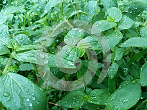 Beautiful rain drops on leaf  in rainy season