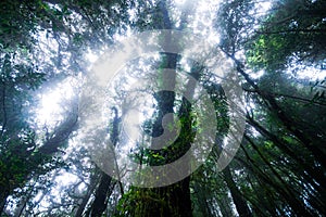 Beautiful rain forest at ang ka nature trail in doi inthanon nation park, Thailand