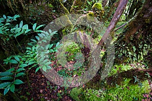 Beautiful rain forest at ang ka nature trail in doi inthanon nation park, Thailand