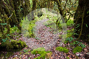 Beautiful rain forest at ang ka nature trail in doi inthanon nation park, Thailand