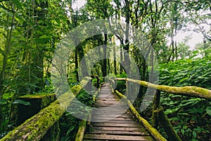 Beautiful rain forest at ang ka nature trail in doi inthanon national park, Thailand