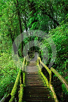 Beautiful rain forest at ang ka nature trail