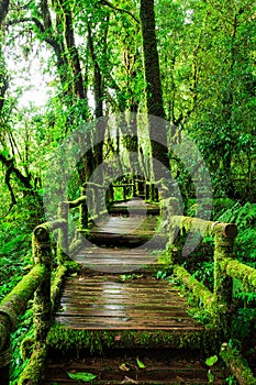 Beautiful rain forest at ang ka nature trail
