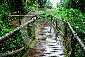 Beautiful rain forest at ang ka nature trail