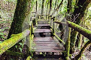 Beautiful rain forest at angka nature trail in doiinthanon national park, Thailand