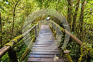 Beautiful rain forest at angka nature trail in doiinthanon national park, Thailand