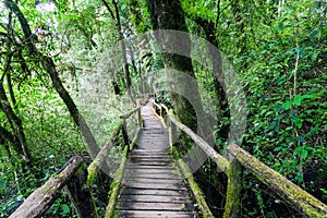 Beautiful rain forest at angka nature trail in doiinthanon national park, Thailand