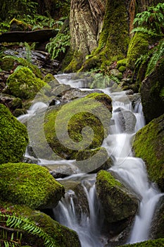 Beautiful Rain Forest Creek in the Pacific Northwest.