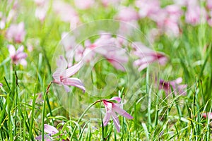 Beautiful Rain Lily Flower, Zephyranthes Lily Fairy Lily Little