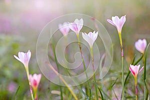 Beautiful Rain Lily Flower, Zephyranthes Lily Fairy Lily Little