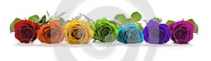 Krásny dúha farebný riadok z ruže 