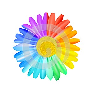 Beautiful rainbow daisy flower, multicoloured camomile.  Premium vector.