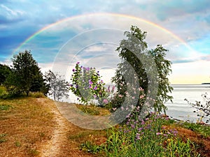 beautiful Rainbow  and  flowers bush and birch trees on  sunset wild beach  field on front sea water wave view on blue dramatic cl