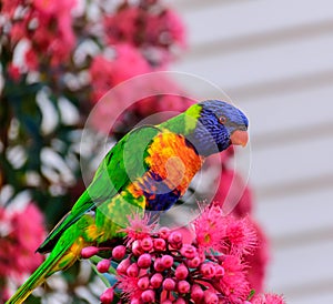 Beautiful Rainbow lorikeet bird