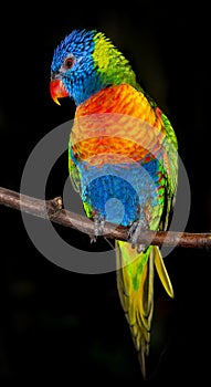 Beautiful rainbow lorikeet parrot