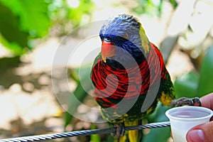 Beautiful rainbow lorikeet parrot, trichoglossus moluccanus