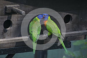 Beautiful rainbow lory parrots interacting