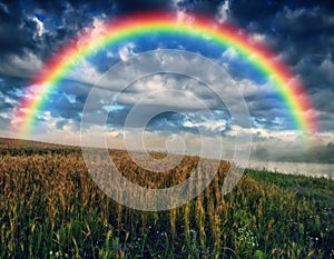 Beautiful rainbow over the field. Agricultural landscape