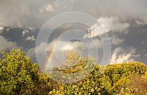Beautiful rainbow over trees