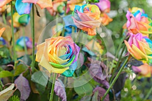 Beautiful of Rainbow Roses