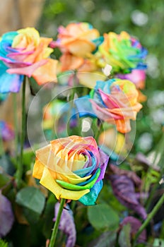 Beautiful of Rainbow Roses