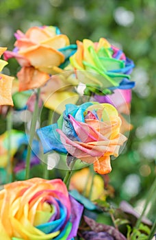 Beautiful of Rainbow Roses