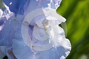 Beautiful raindrops on blue light iris flower. flower close-up, large flower on a bright green blurred background