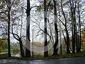 Beautiful rainy autumn view with a pond