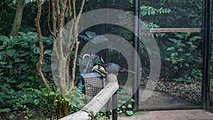 A beautiful Ramphastos dicolorus green-billed toucan sits on a perch