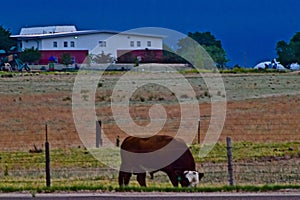 Beautiful Range Bull, Short Grass Prairie, Texas Panhandle.