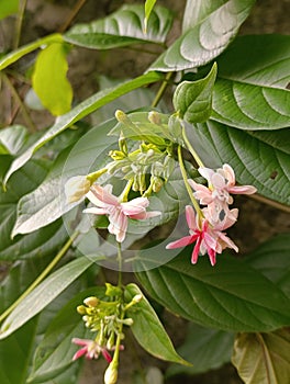 beautiful rangoon creeper flowers with green leaf background