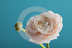 Beautiful ranunculus against turquoise background, spring flower