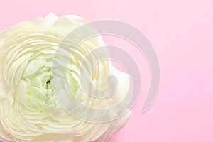 Beautiful ranunculus flower on color background