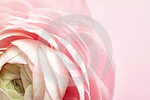 Beautiful ranunculus flower on color background