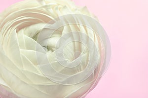 Beautiful ranunculus flower on color background