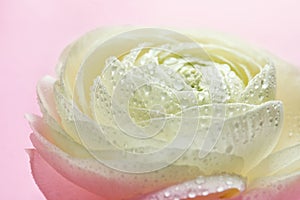 Beautiful ranunculus flower on color background,