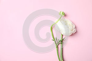 Beautiful ranunculus flower on color background. Space for text