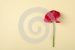 Beautiful ranunculus flower on color background, top view.