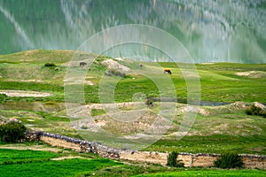 Beautiful Ranwu Lake Blooming rapeseed snow mountains  in summer