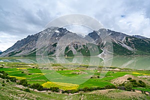 Beautiful Ranwu Lake Blooming rapeseed snow mountains  in summer photo