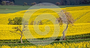 Beautiful rape field summer rural landscape