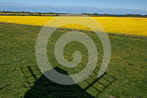 Beautiful rapeseed field with the shadow of a windmill in the foreground. in the spring in oland, Sweden