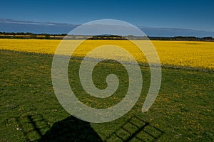 Beautiful rapeseed field with the shadow of a windmill in the foreground. in the spring in oland, Sweden. selective focus