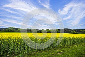 Beautiful rapeseed field with yellow flowers