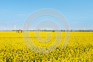 Beautiful rapeseed flower field in spring